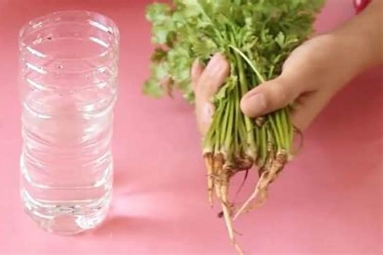 水培香菜种植方法