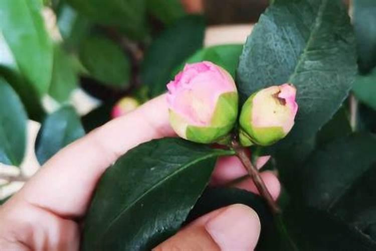 茶花孕蕾期正确的施肥方法