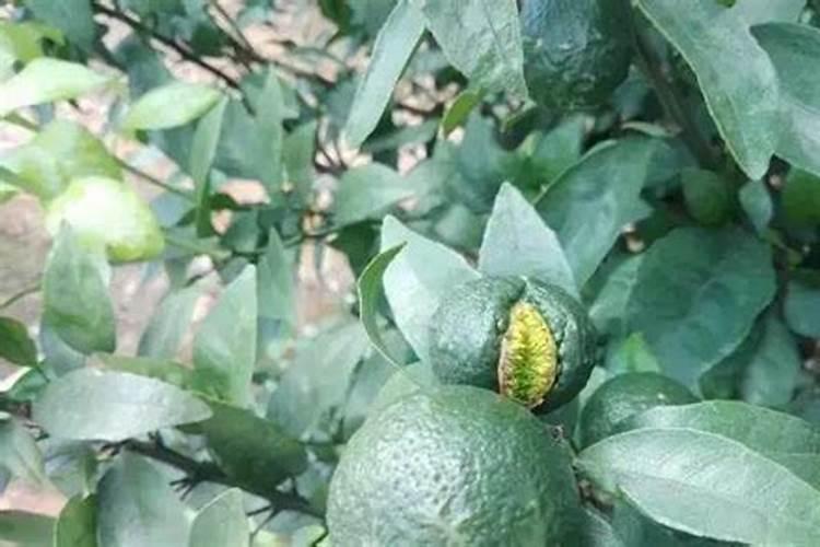 山东安益生物科技有限公司怎么样？