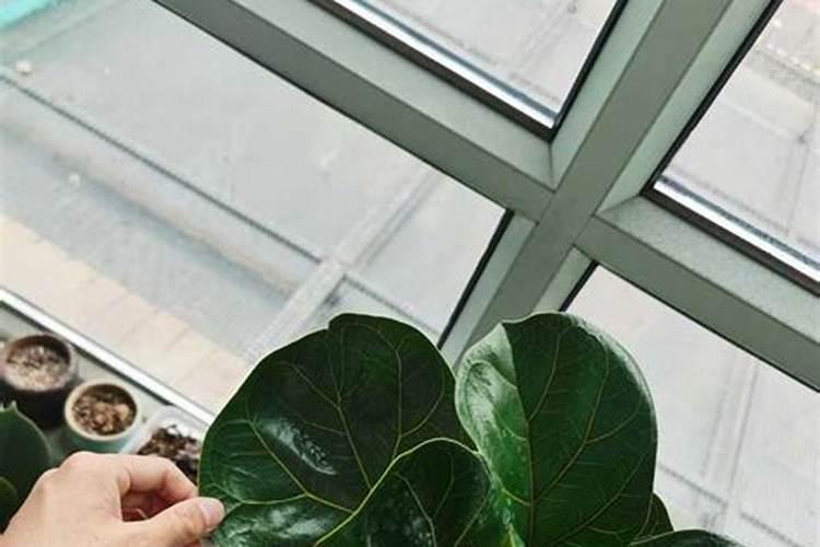 牡丹老枝条上的叶子都掉了,下面冒出许多新枝叶.该怎样养护？