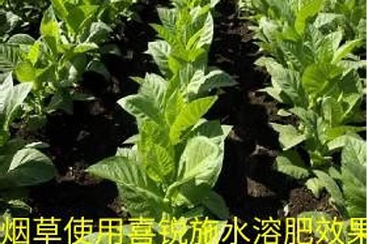 一亩烤烟用多少钾肥 什么时候施钾肥好