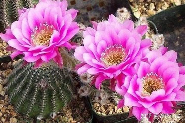 多菌灵土壤消毒方法及比例,多菌灵直接拌花土里可以吗