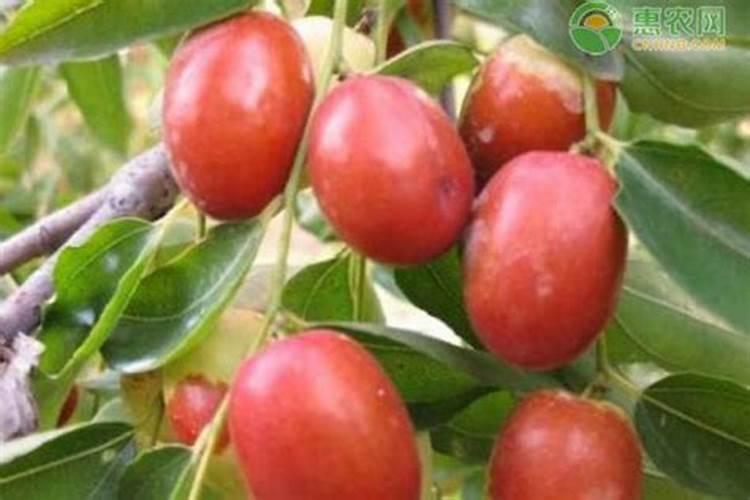 枣树上使用哪些叶面肥料效果比较好？