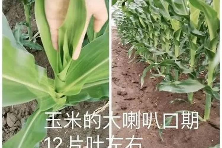 玉米钾肥的正确使用方法