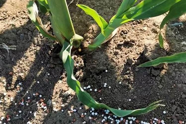 玉米三次追肥口诀