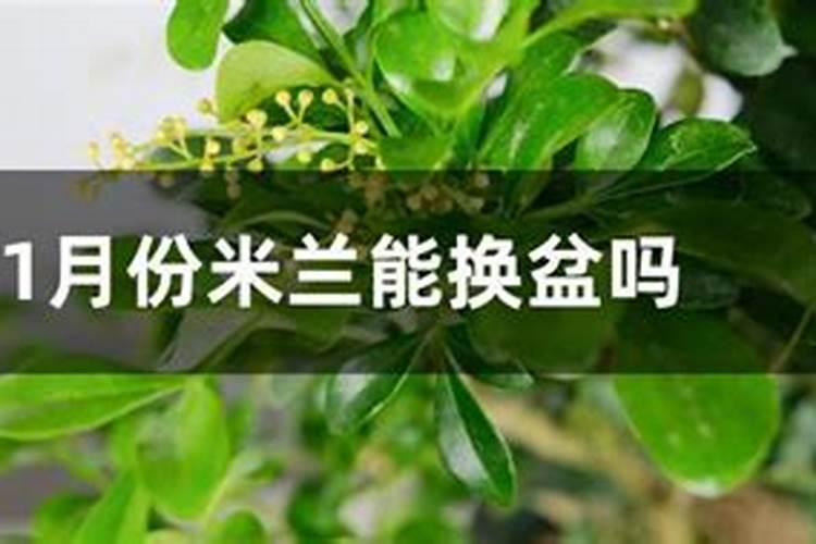 米兰换盆的注意事项