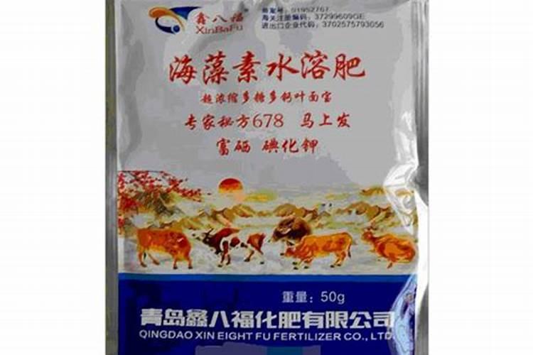 辽宁沈阳特产:京亚葡萄