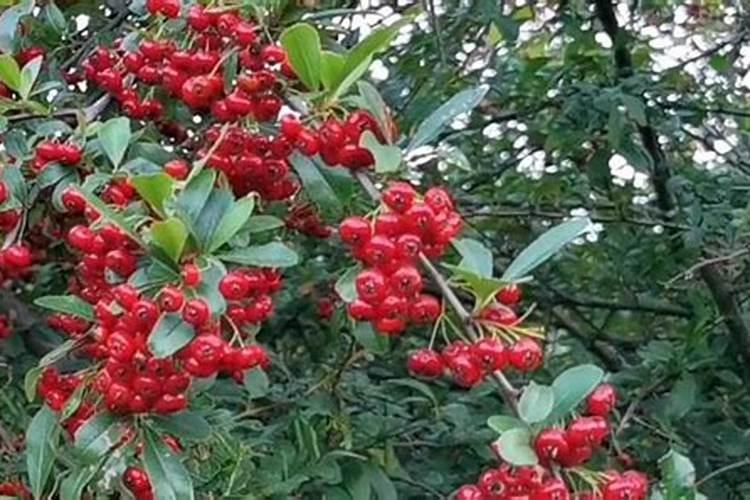 火棘用什么肥料长得快