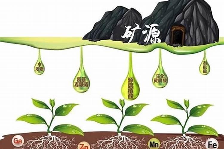 水溶肥的正确使用方法