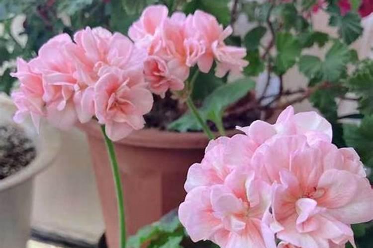 盆栽天竺葵,第一波花谢后,施什么肥比较好