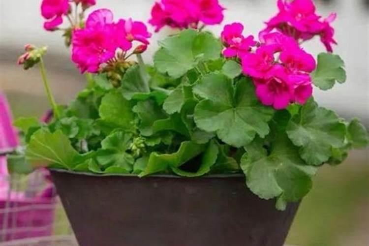 天竺葵花开败了怎么办