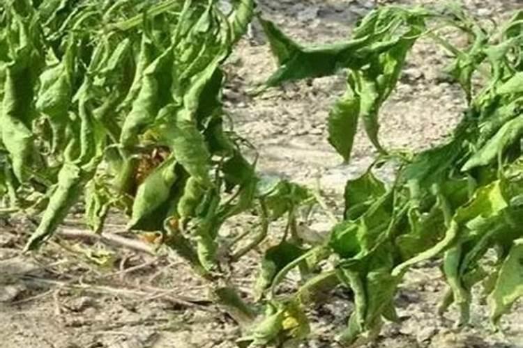 让辣椒高产的追肥建议,种辣椒用叶面肥哪个好