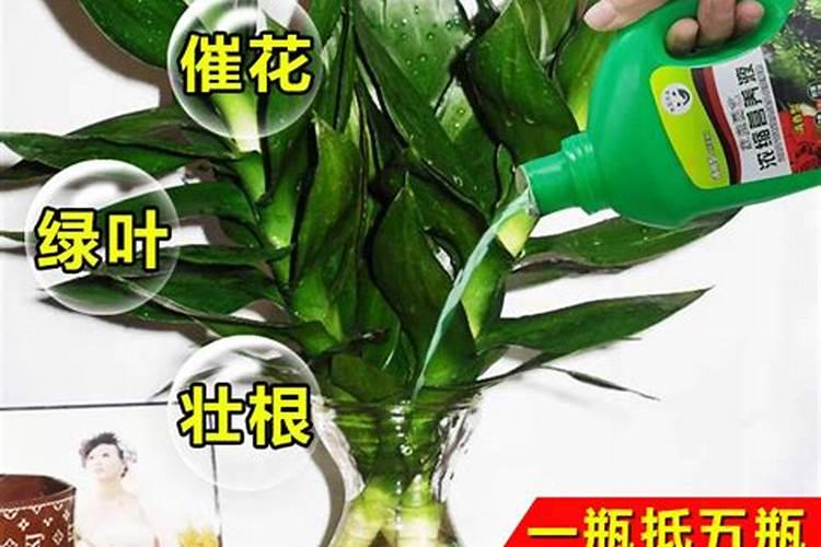 水养富贵竹施什么肥