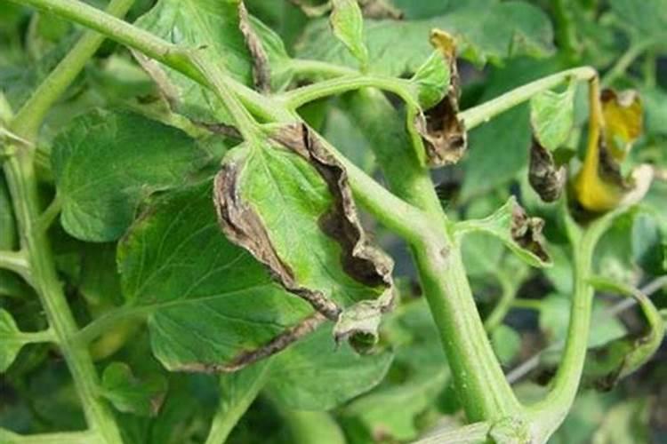 柠檬越长越小最简单三个步骤