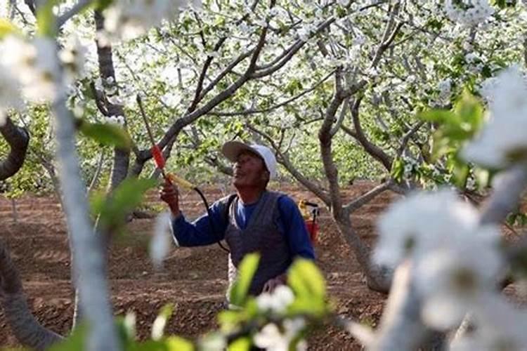果树在开春这个阶段施什么肥料比较不错呢