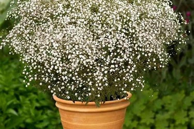 四季樱草的栽培技术