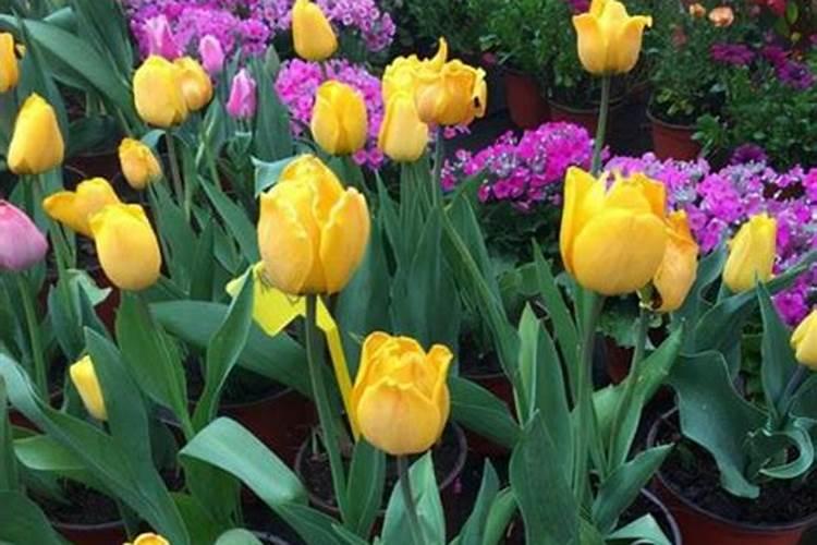 红掌叶片干花褪色怎么办