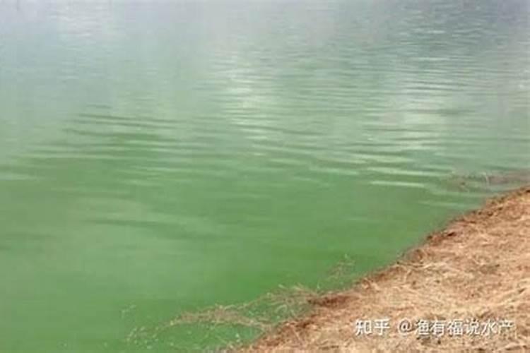 球兰用什么肥料开花多