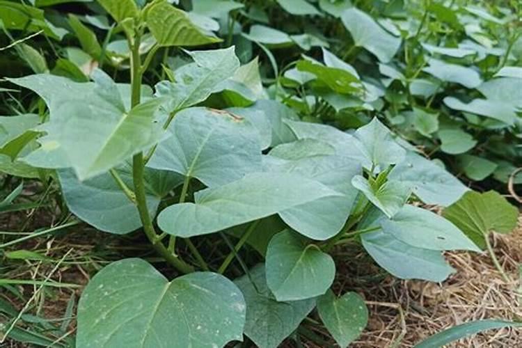 红薯只长秧不结地瓜的原因？怎么防治效果好？