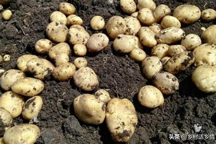 种地瓜时怎么施肥比较好