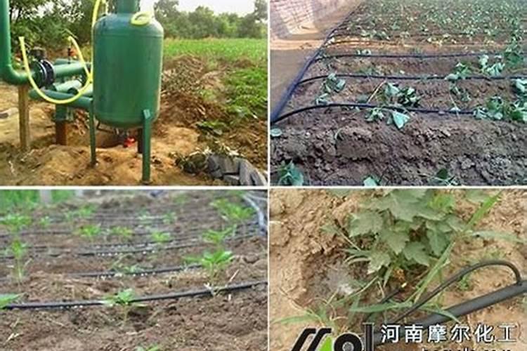 滴灌施用水溶肥时怎样才能起到最好的效果