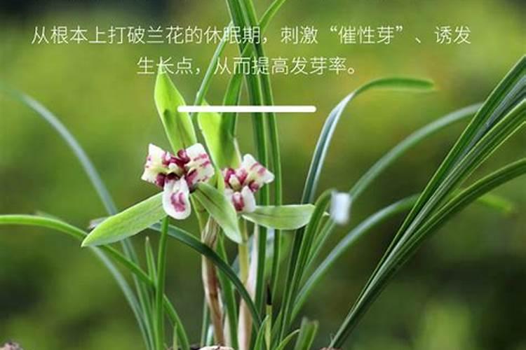 盆栽彩椒需要多久