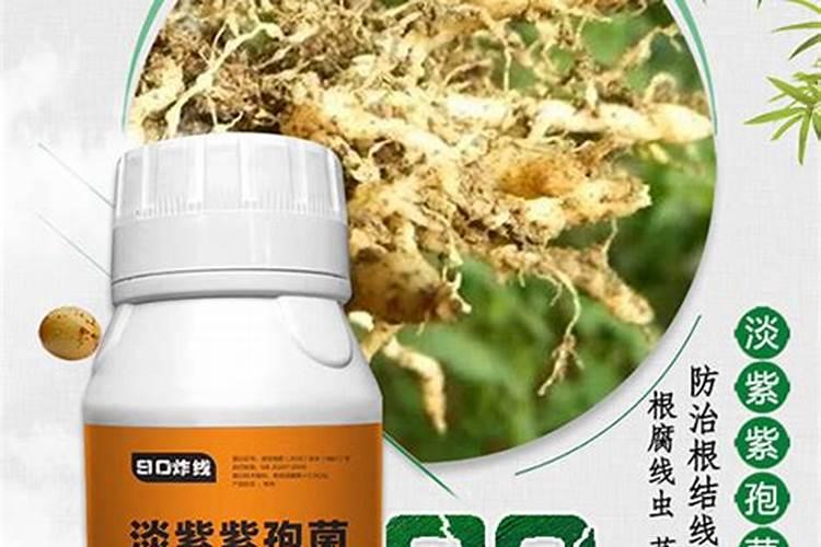 一米高的棉花打几克缩节胺