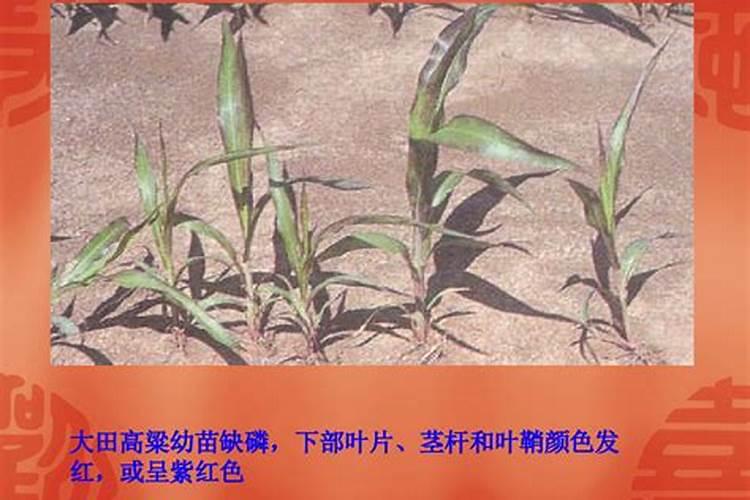 番茄在开花的这个阶段用啥叶面肥好呢？