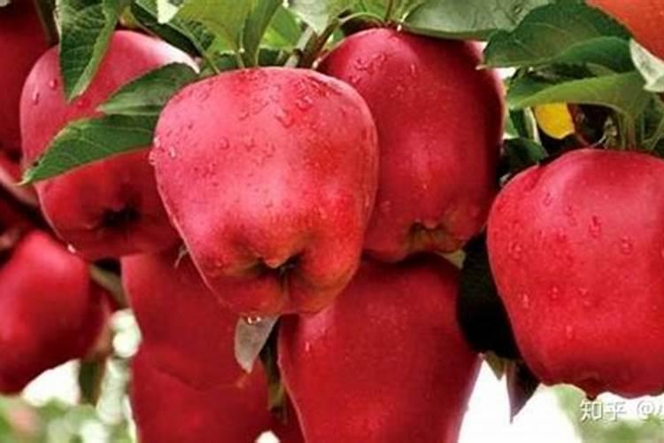 甜玉米打乙西利行吗