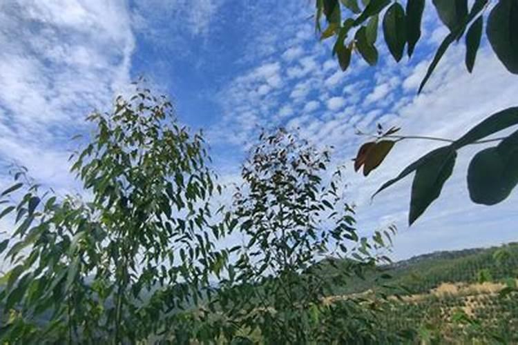 钙肥的种类有哪些呢。