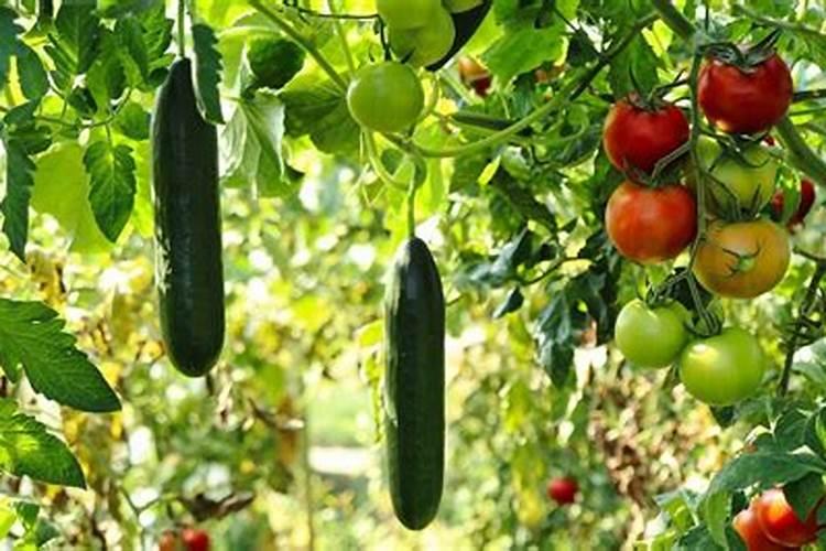 腐殖酸肥料好在哪？怎样正确使用腐殖酸肥料？