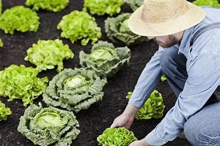 花菜施肥什么合适？花菜追肥用什么更高产