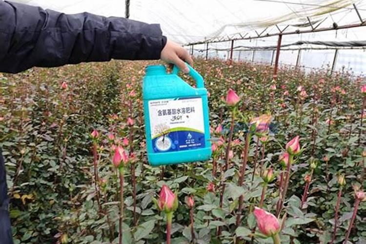 月季花冬季如何施肥效果最好,可以用水溶肥吗？