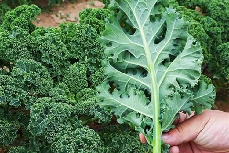 甘蓝最爱什么肥肯长