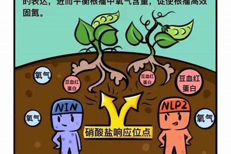 施用氮肥属于植物固氮吗