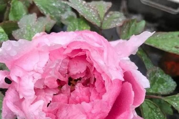 尿素可以浇花吗