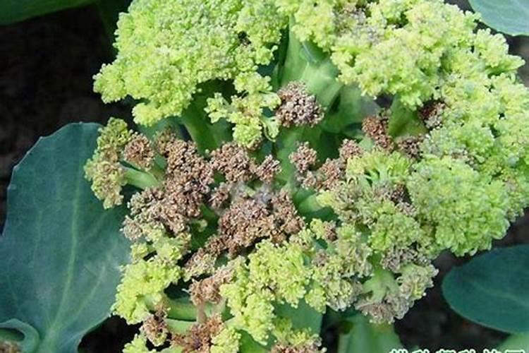 西南花追肥用什么肥