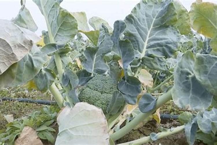 太康县三田农产品有限公司怎么样？