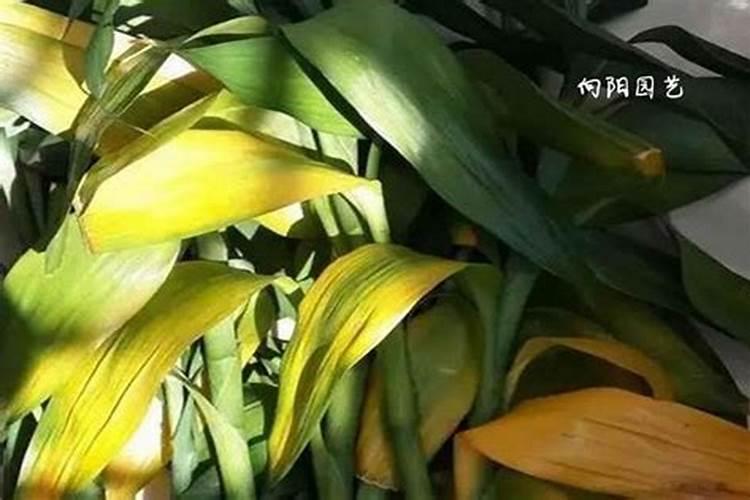 植物叶片发黄是缺什么肥？