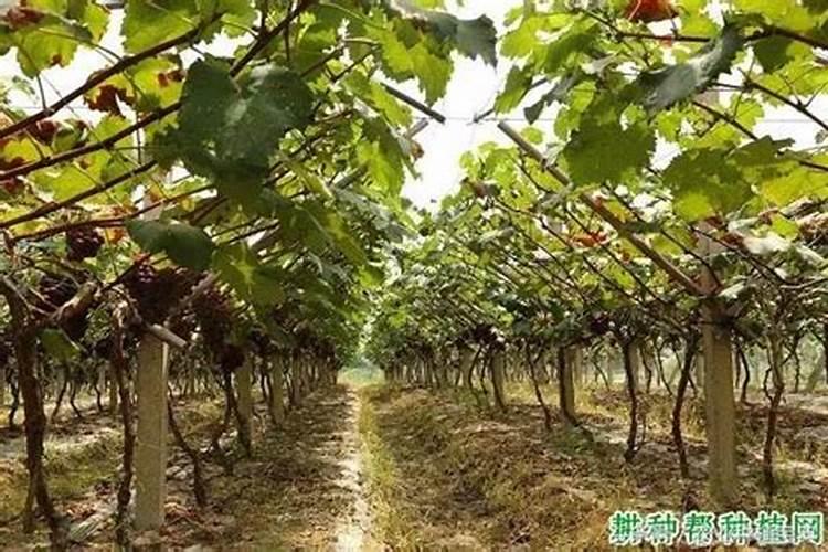自家种的葡萄树施什么肥好