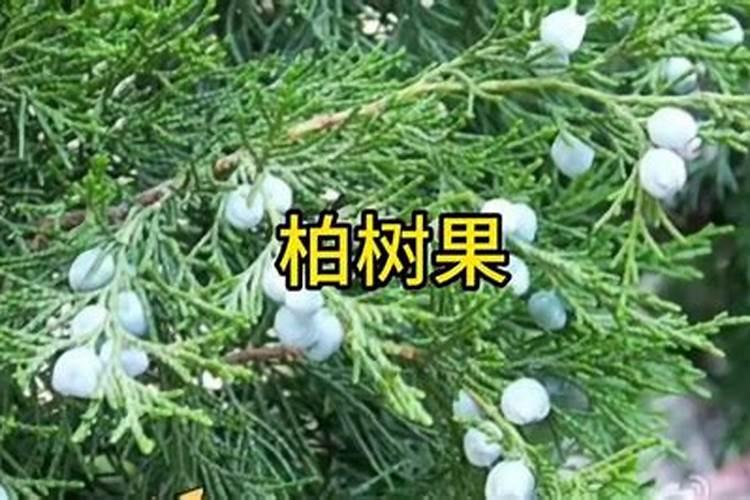 黄柏树最好三个肥料