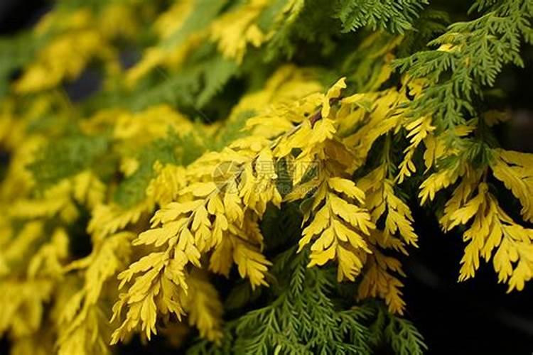 一亩地能育多少黄柏树苗呢