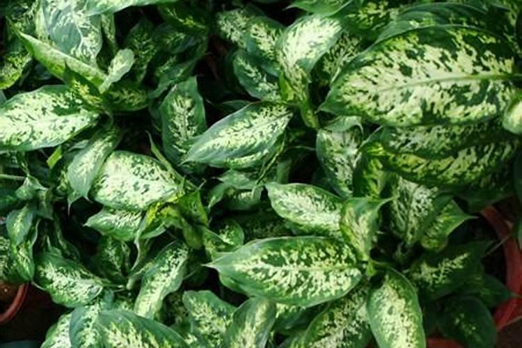 西兰花上什么肥最好