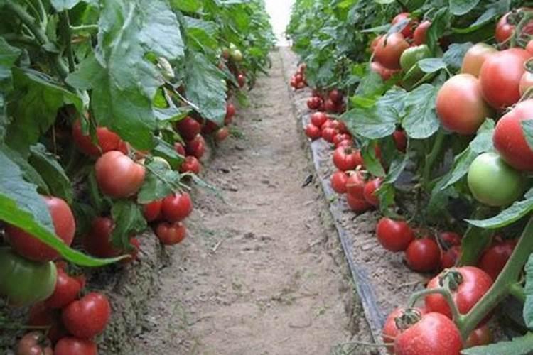 大棚西红柿定植后什么时候开始喷叶面肥？