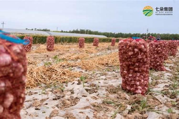 大蒜冲施肥用什么肥料好