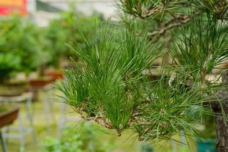 盆栽月季小苗能用尿素吗？