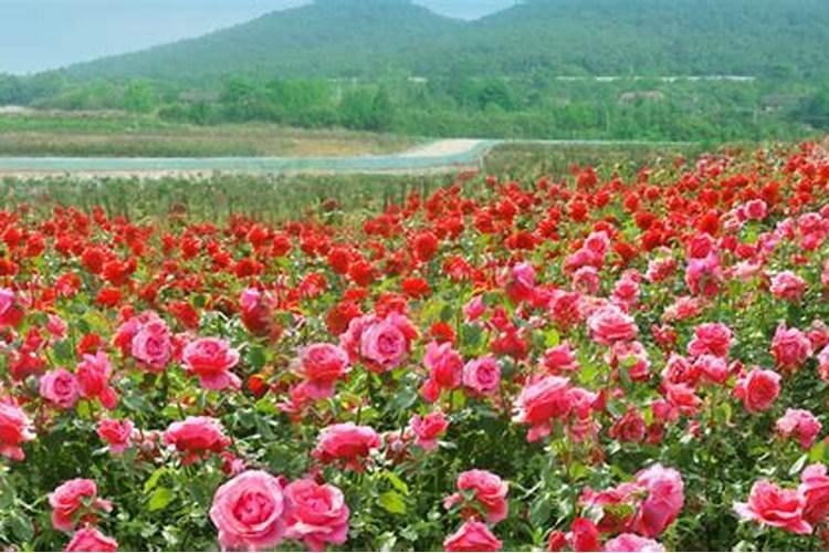 玫瑰花怎么施肥,玫瑰花施氮磷钾肥最为合适