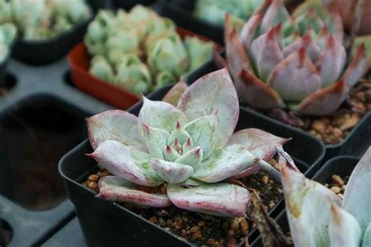 如何种植连翘？连翘的栽种方法