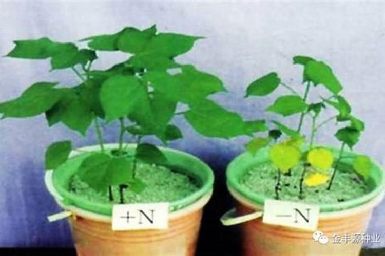 棉花发黄是什么原因造成的