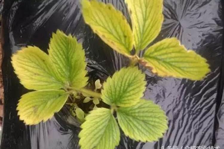 种草莓用什么肥料最好